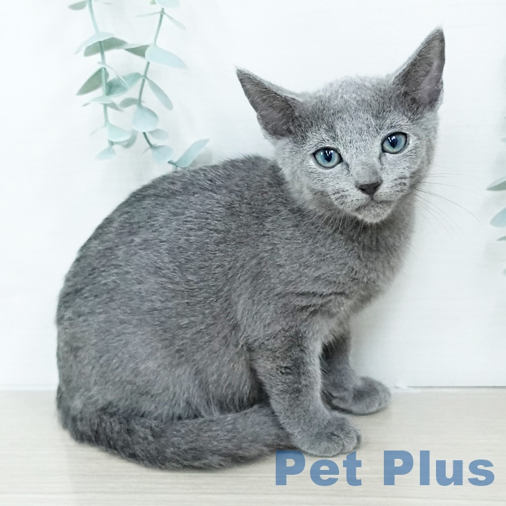 ロシアンブルー