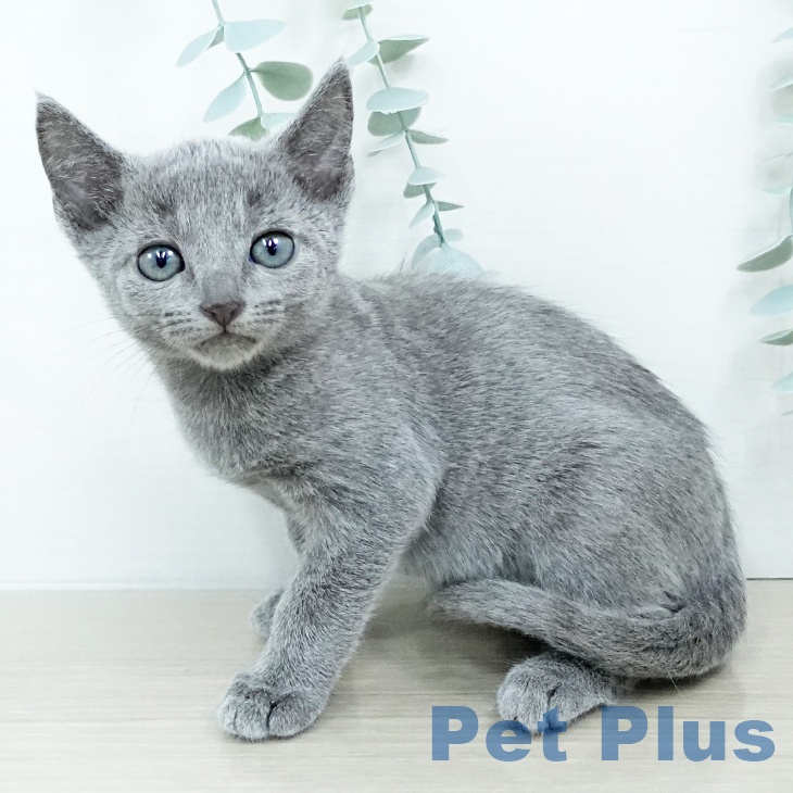 ロシアンブルー