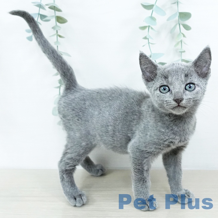 ロシアンブルー