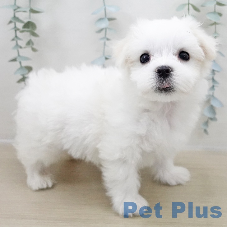 マルチーズの写真2