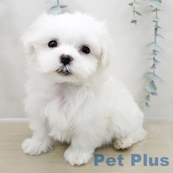 マルチーズの写真2