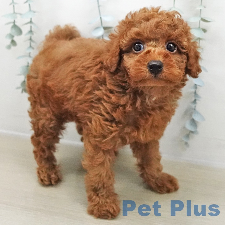 トイ・プードル