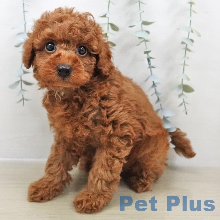 トイ・プードルの写真2