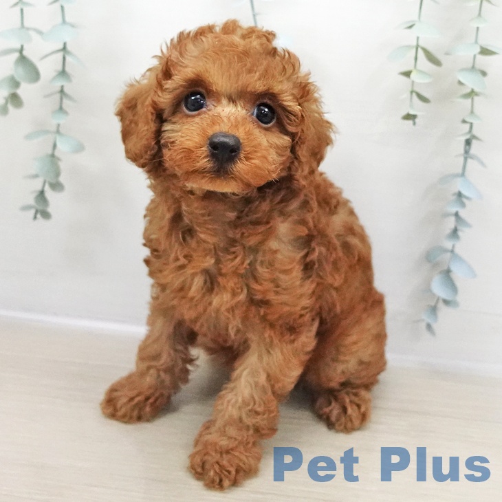 トイ・プードル