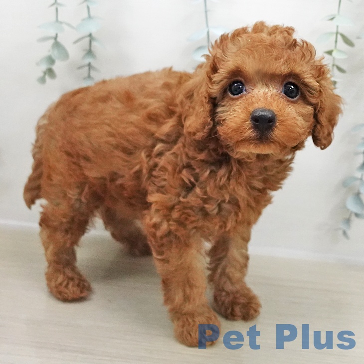 トイ・プードルの写真2