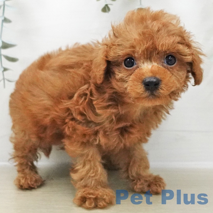 トイ・プードル