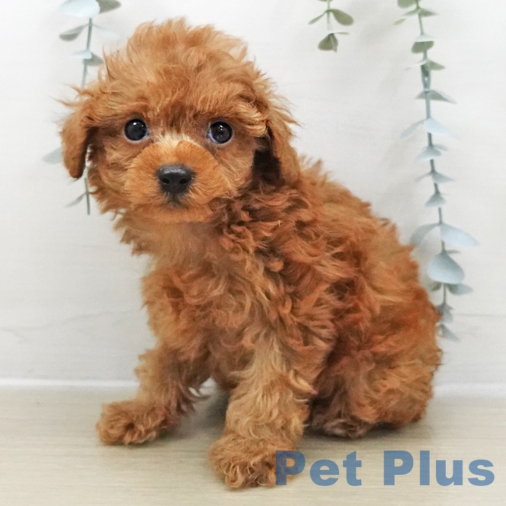 トイ・プードル