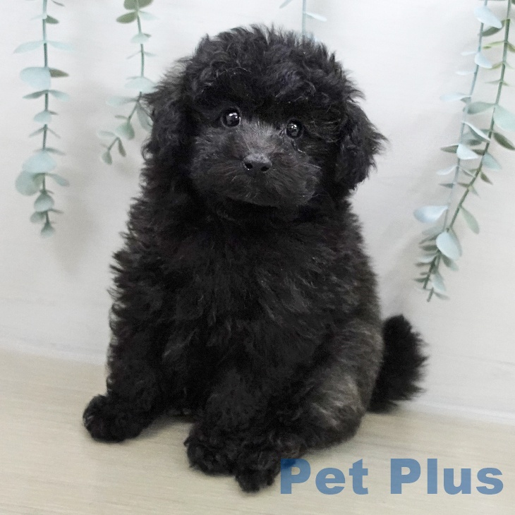 トイ・プードル