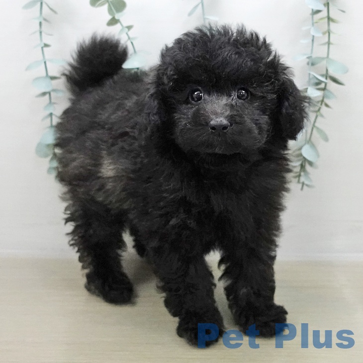 トイ・プードル