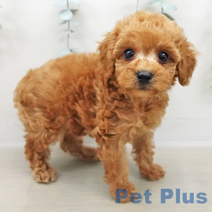 トイ・プードル