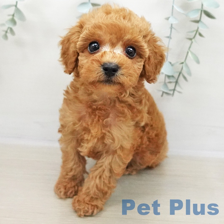 トイ・プードルの写真2