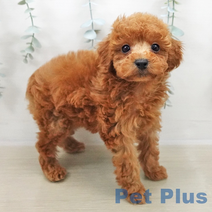 トイ・プードル