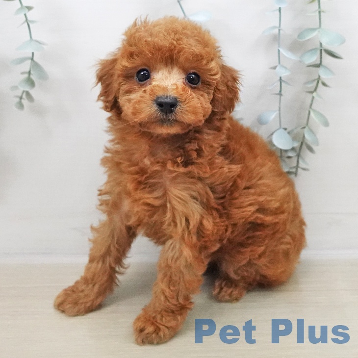 トイ・プードルの写真2