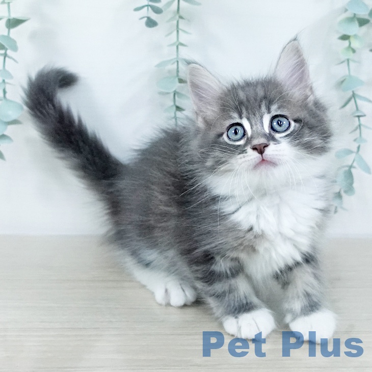 サイベリアンの写真2