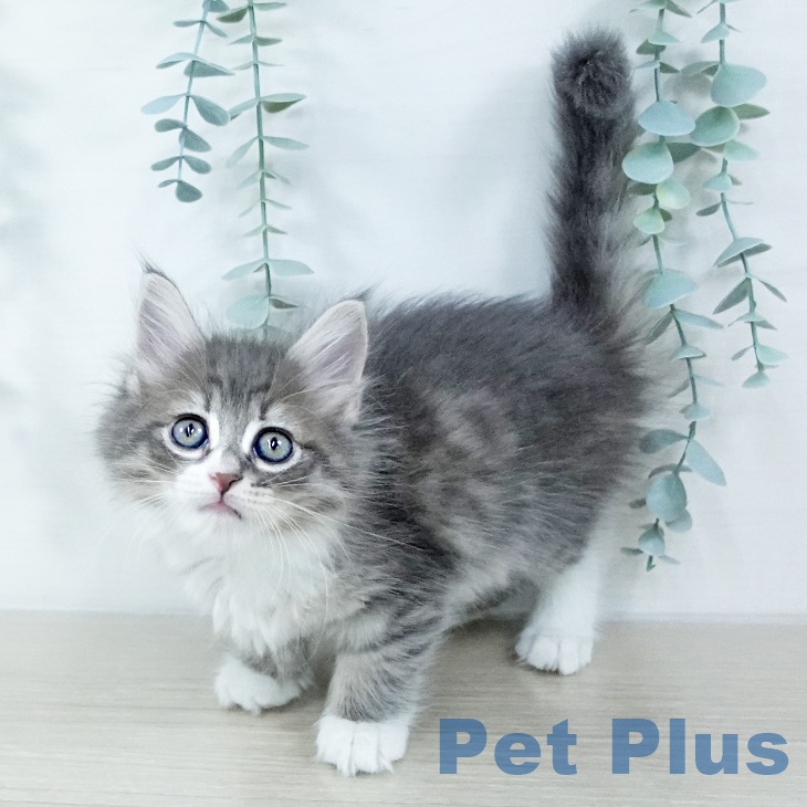 サイベリアンの写真2