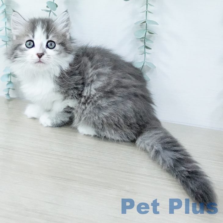 サイベリアンの写真2