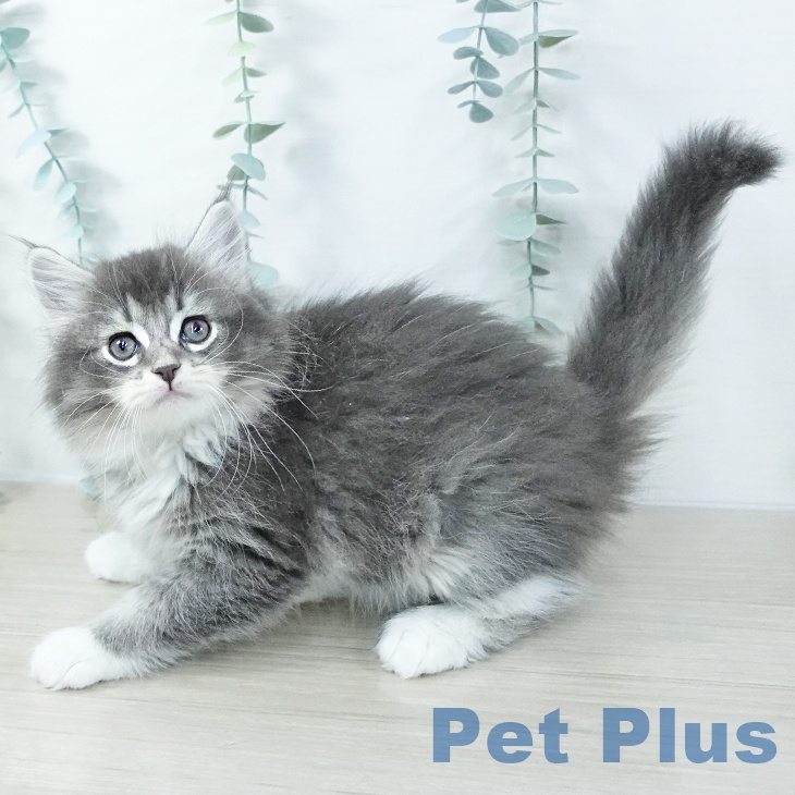 サイベリアンの写真2