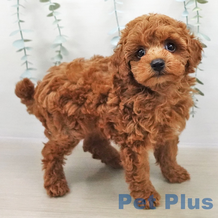 トイ・プードル