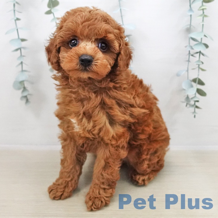 トイ・プードル