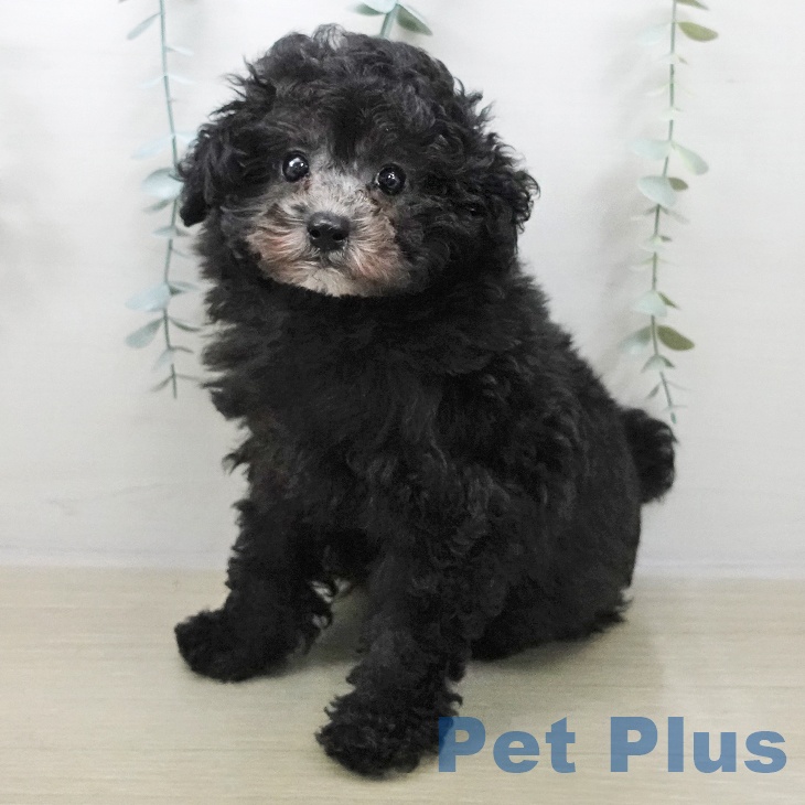 トイ・プードル