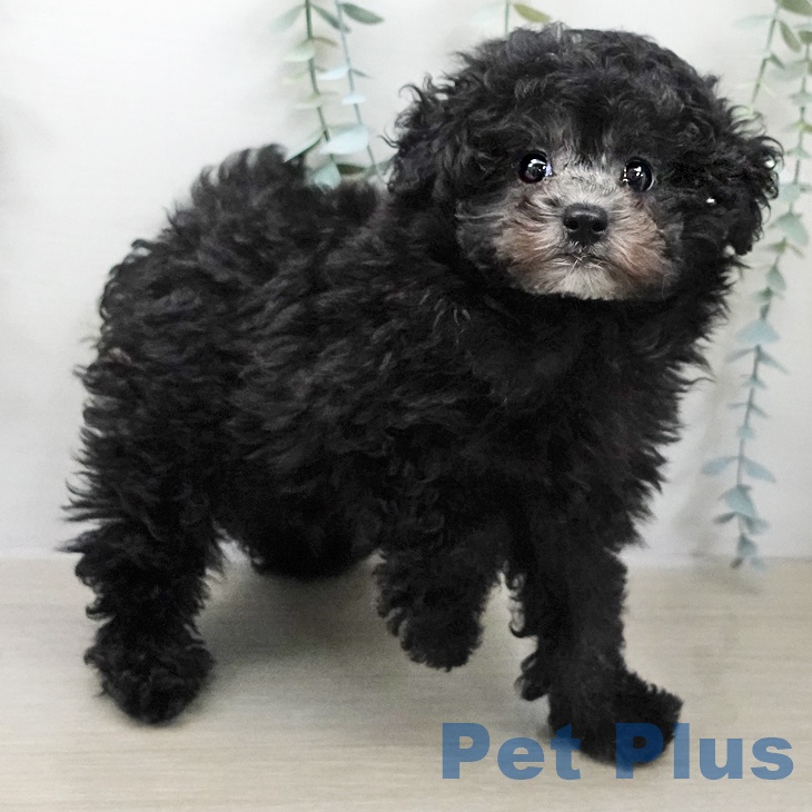 トイ・プードルの写真2