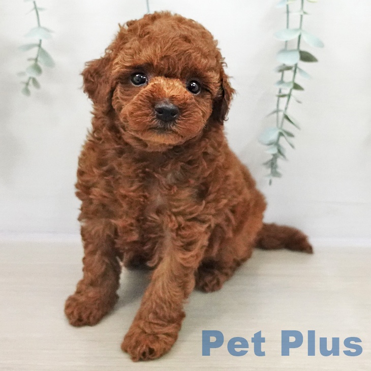 トイ・プードル