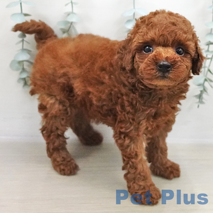 トイ・プードルの写真2