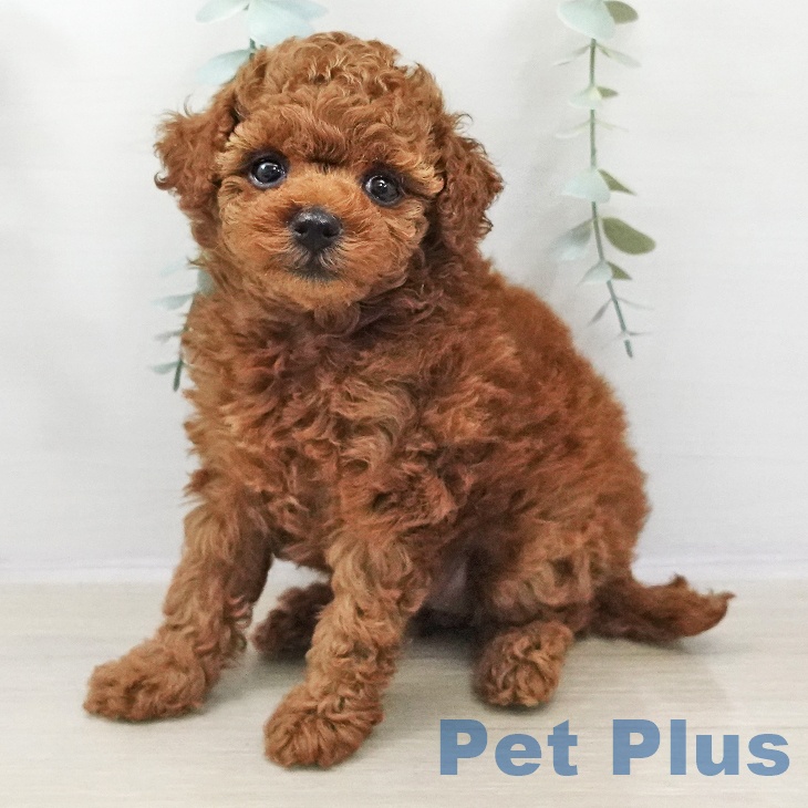 トイ・プードル