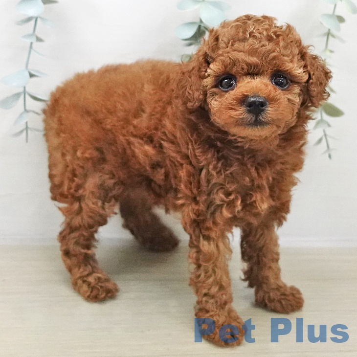 トイ・プードルの写真2