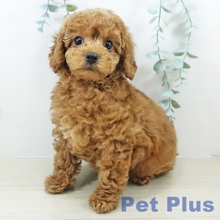 トイ・プードル