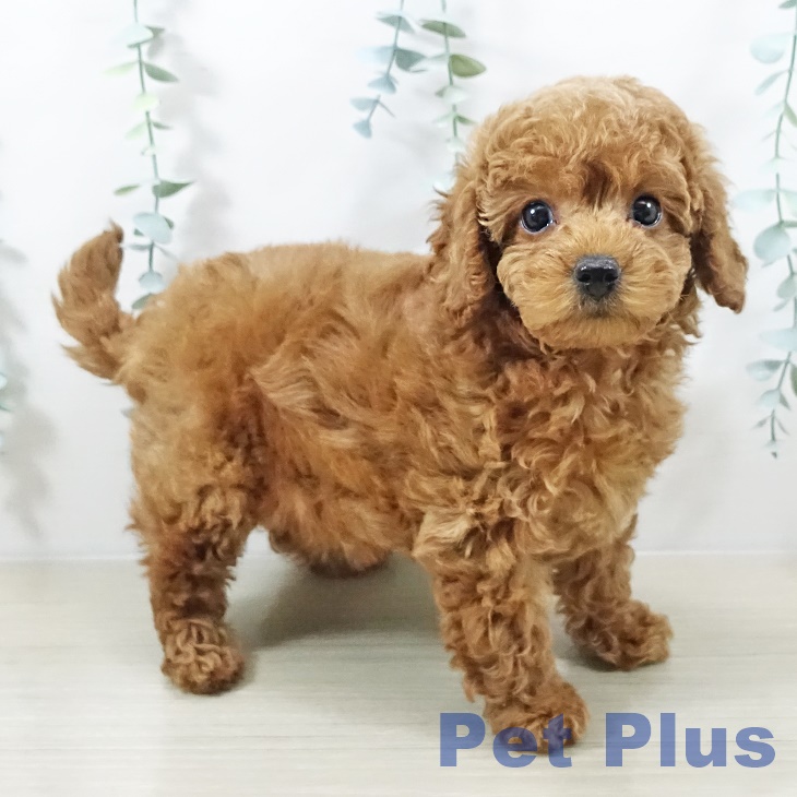 トイ・プードル