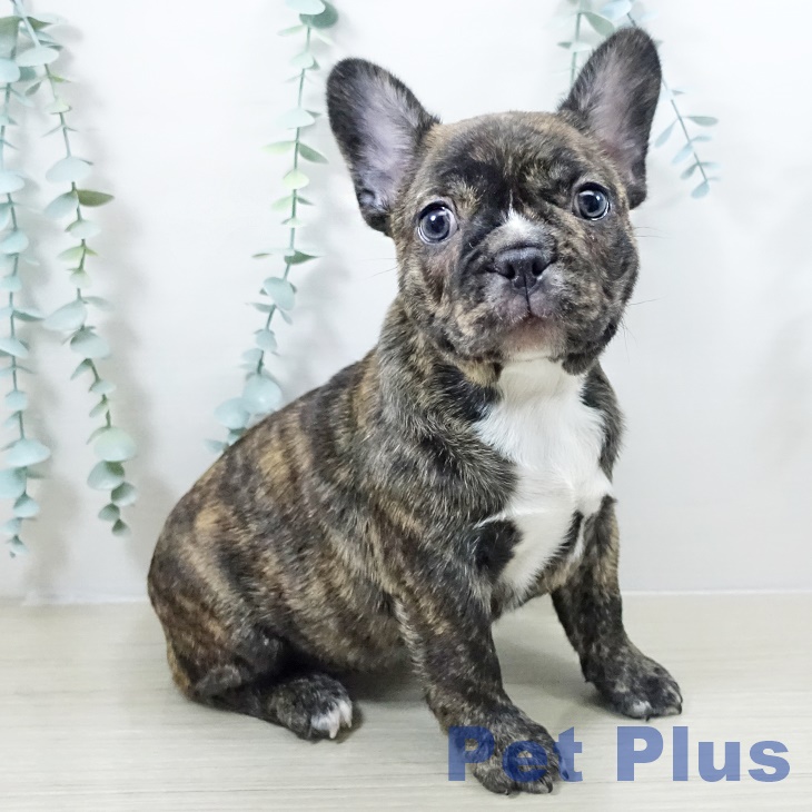 フレンチ・ブルドッグ