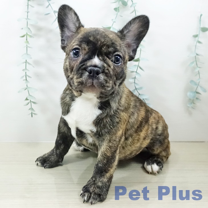 フレンチ・ブルドッグの写真2