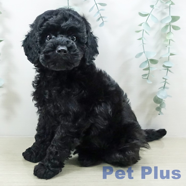 トイ・プードル