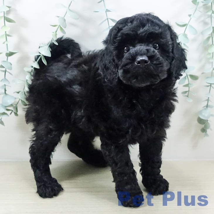 トイ・プードルの写真2