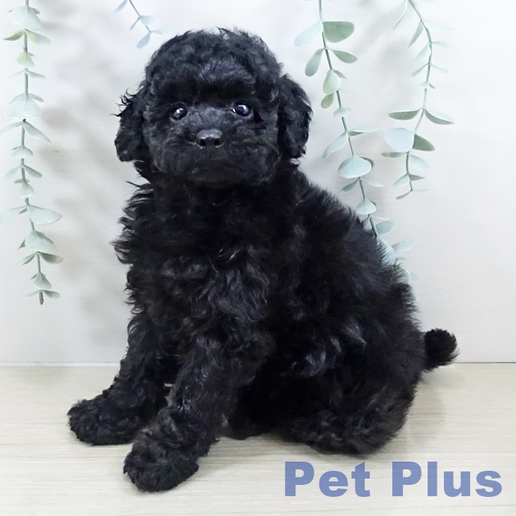 トイ・プードル