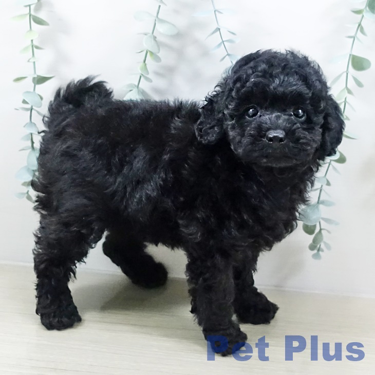 トイ・プードル