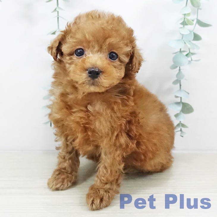 トイ・プードル