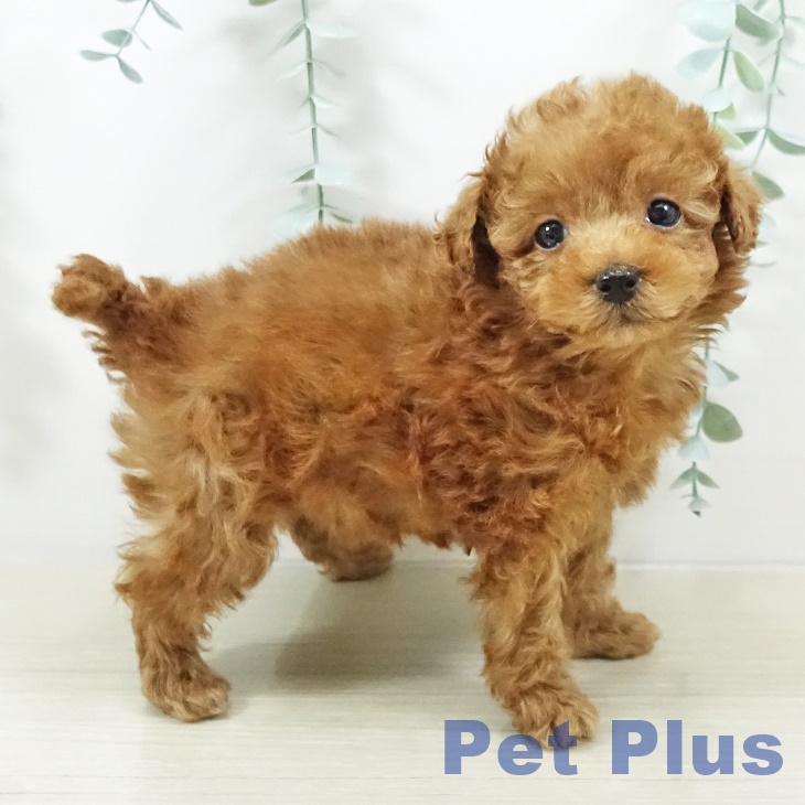 トイ・プードル