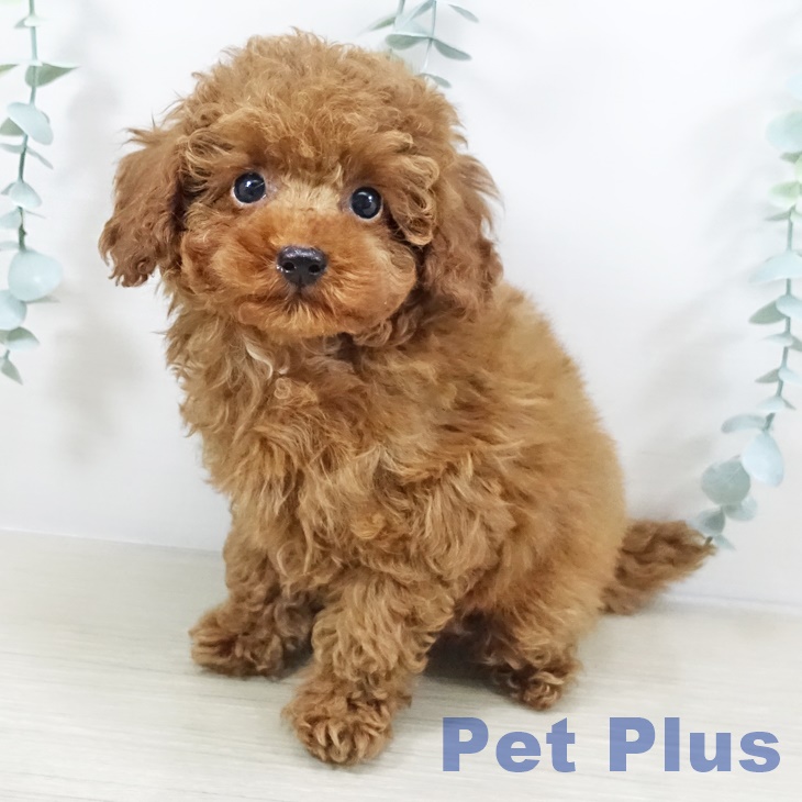 トイ・プードル