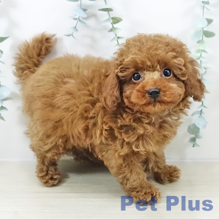 トイ・プードルの写真2