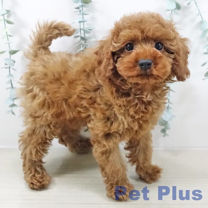 トイ・プードル