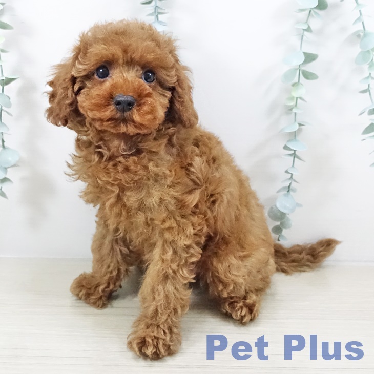 トイ・プードル