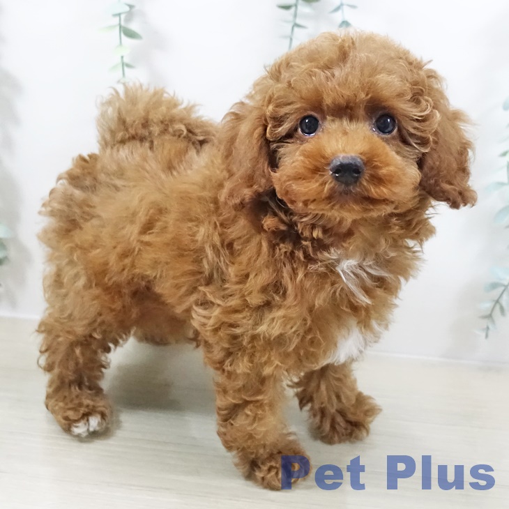 トイ・プードル