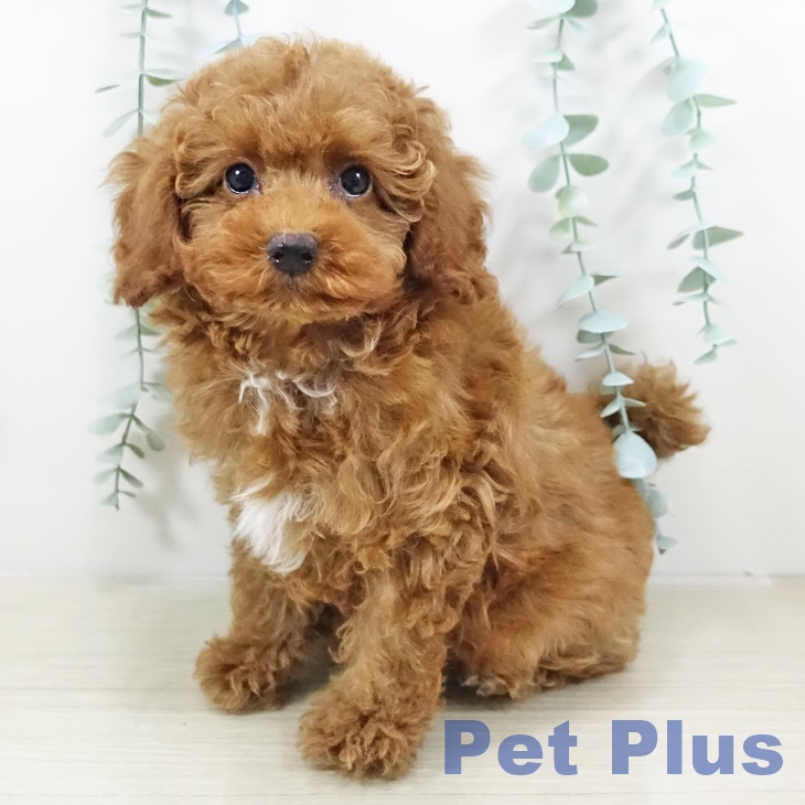 トイ・プードル