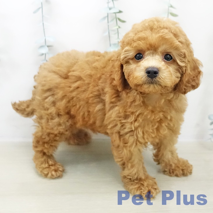 トイ・プードル