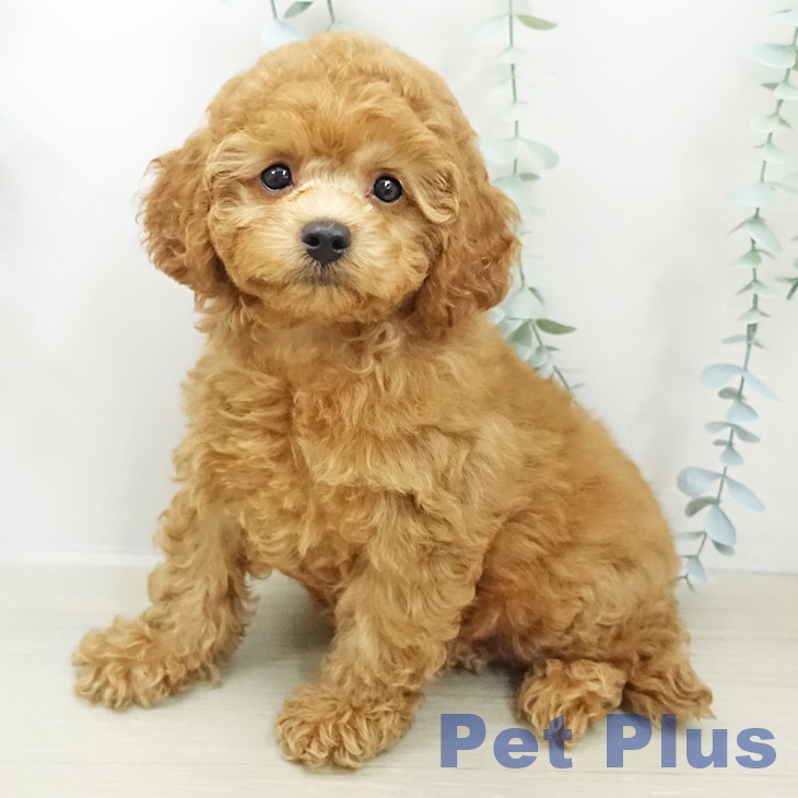 トイ・プードル