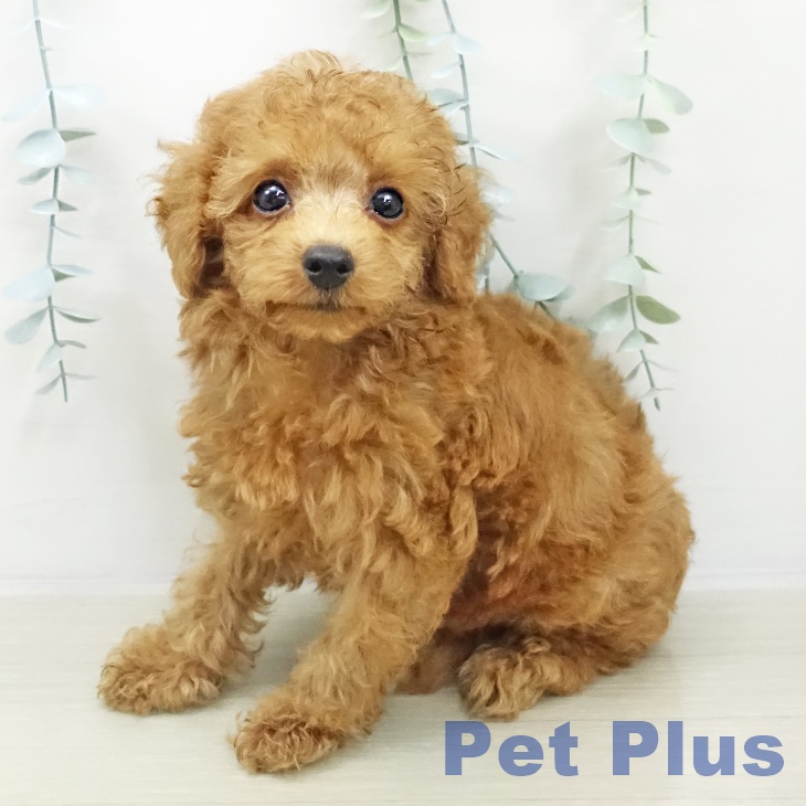 トイ・プードル