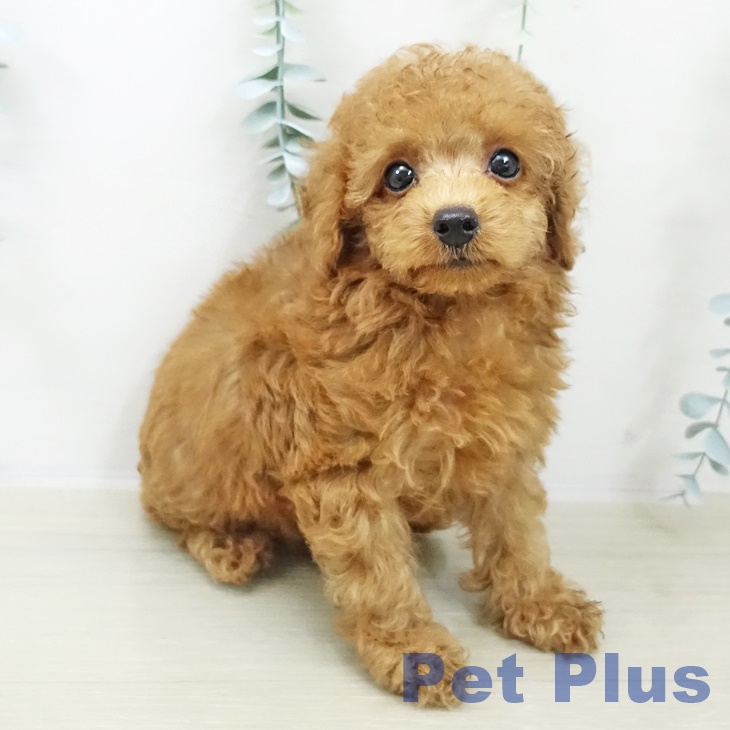 トイ・プードル