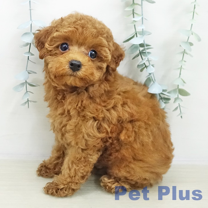 トイ・プードル